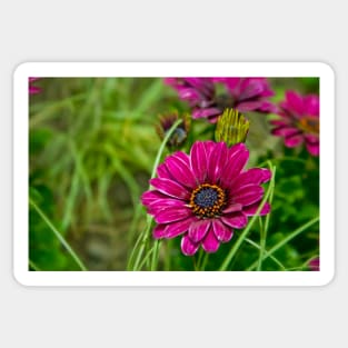 Pink Cape Daisy Flower Sticker